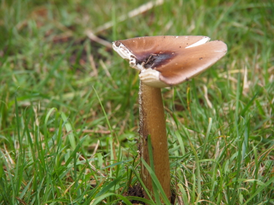 [Mushroom with a very flat cap grows in the grass. Half of the top is missing.]